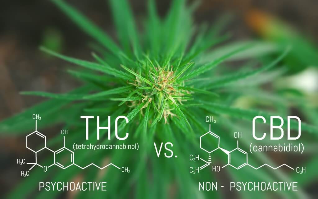 Chemical formulas of THC and CBD written over a photo of a hemp flower