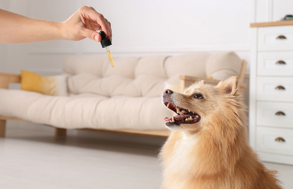 cbd dosage for dogs