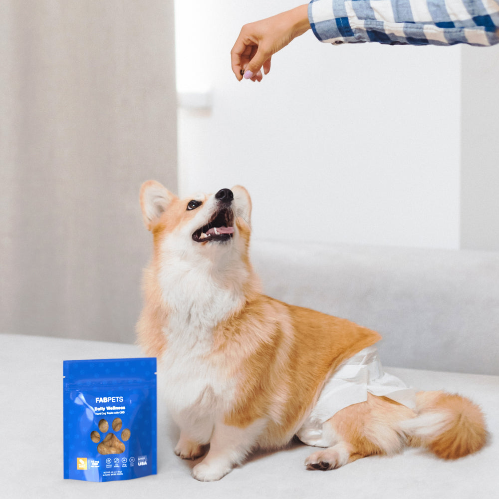 CBD Hard Wellness Treats for Dogs