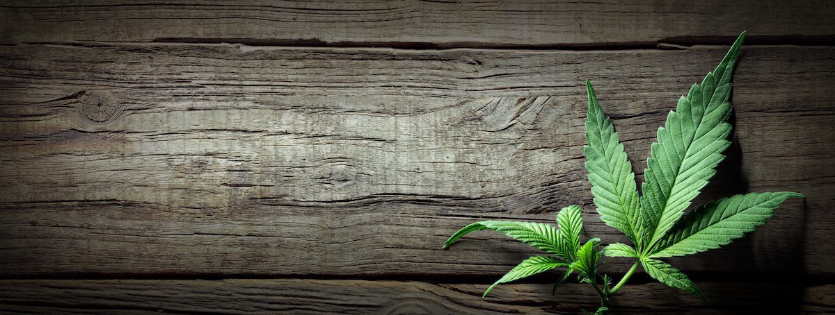 Hemp leaves on a wooden surface
