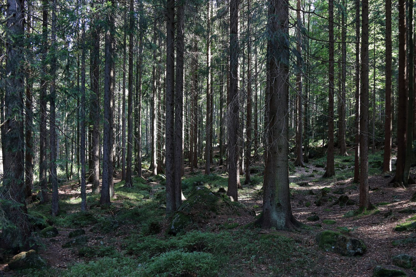 A forest of tall, thin conifers with the sunlight filtering down to the forest floor.
