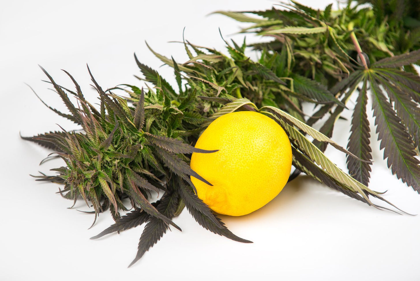 A large stalk and leaves of hemp next to a bright yellow lemon