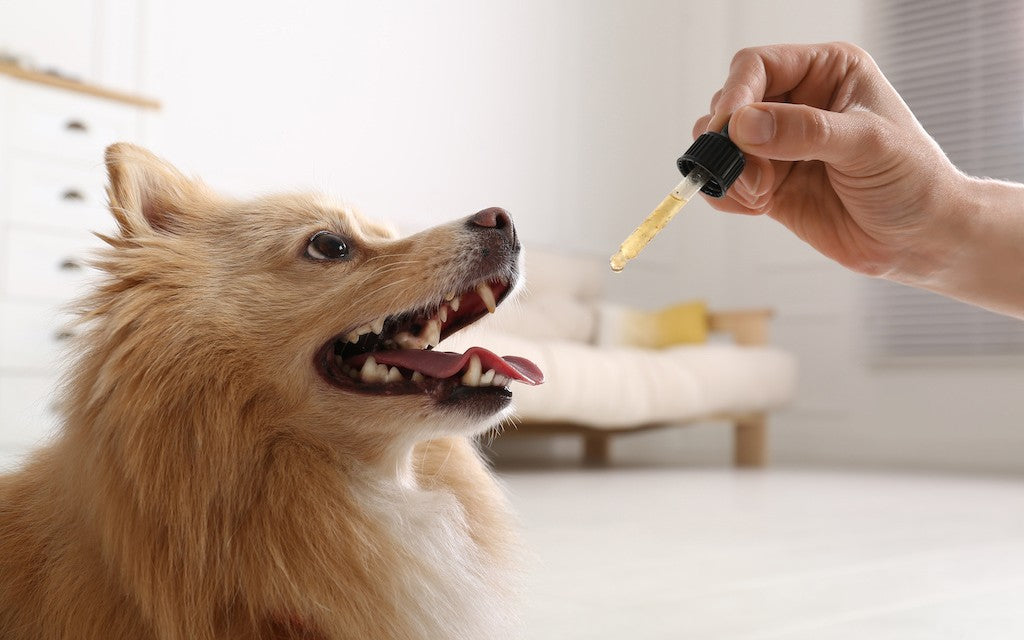 A small dog waits while someone holds a dropper of CBD oil towards them