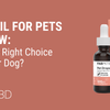 CBD Oil for Pets Review