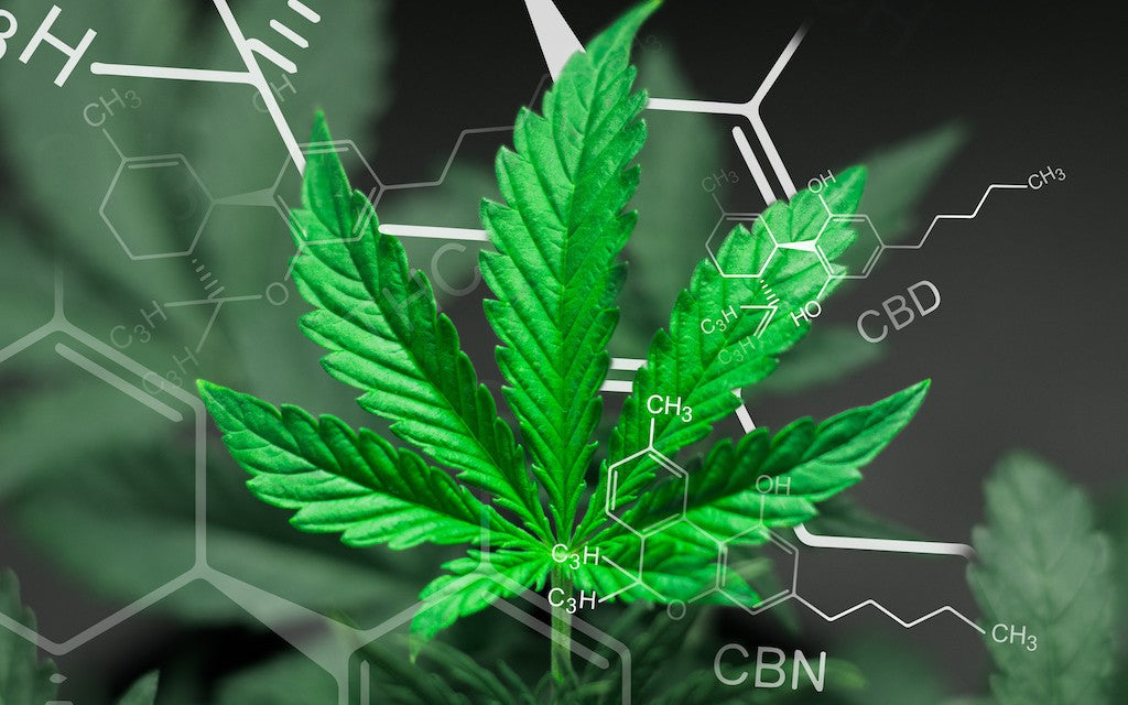 A bright green hemp leaf stand in the foreground while in the background there are more blurred leaves and part of a chemical diagram of the CBD molecule