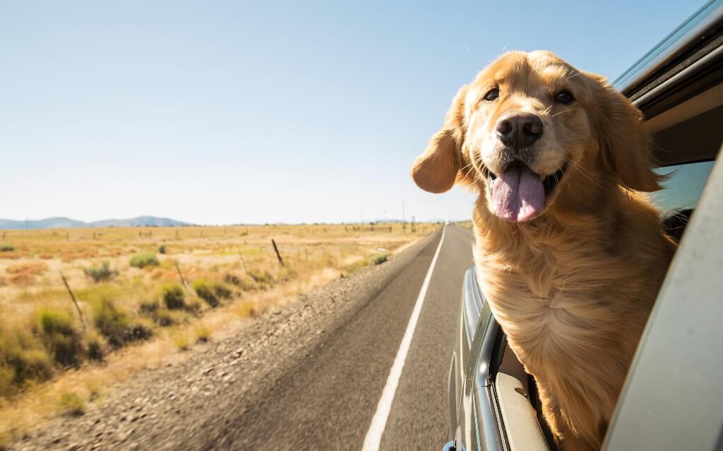 A happy golden retriever puts his head out the window of a car driving down a sunny highway