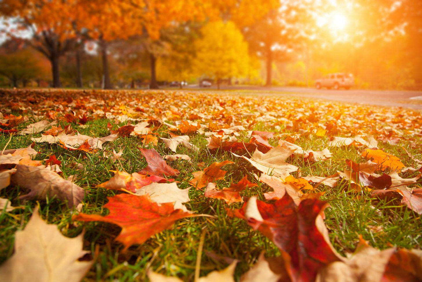 Autumn leaves strewn across a lush green lawn with the golden sun shining through the trees in the background