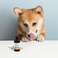 Brown and white dog licking lips next to black dropper bottle labeled Pet Drops 500mg Chicken flavor.