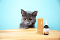 Gray kitten with amber eyes beside CBD oil dropper bottle and tan box on wooden surface with blue background.
