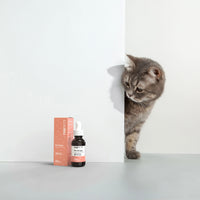Brown tabby cat peeking around a white wall next to a small brown bottle of CBD oil with an orange box labeled Bacon flavor.